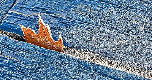 Caught In A Crack_P1220779-81.jpg - Frosty Leaf photographed along the Rideau Canal Waterway near Smiths Falls, Ontario, Canada.